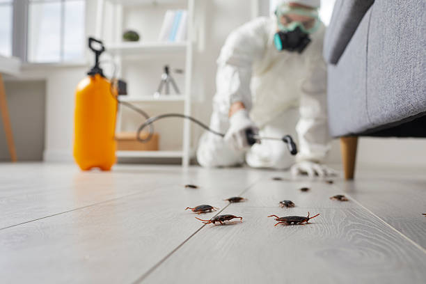 Trusted Termite Control service in Buena Vista, VA - Nex Pest Control