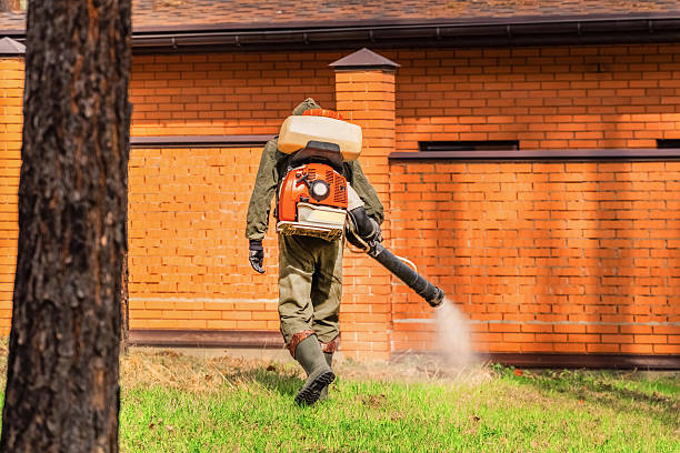 Trusted Ant Control service in Buena Vista, VA - Nex Pest Control